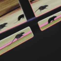 画像クリックで詳細表示。Click to more info.