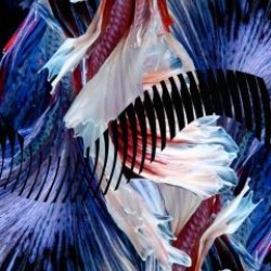 画像クリックで詳細表示。Click to more info.