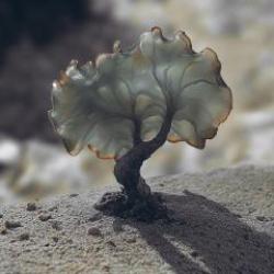 画像クリックで詳細表示。Click to more info.